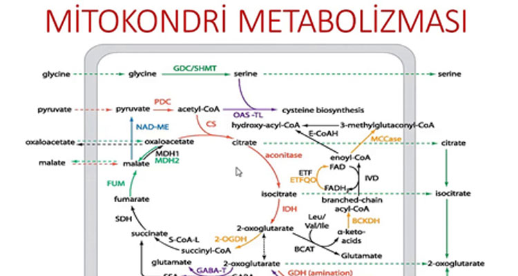 Mitokondrilerin Solunum Zinciri